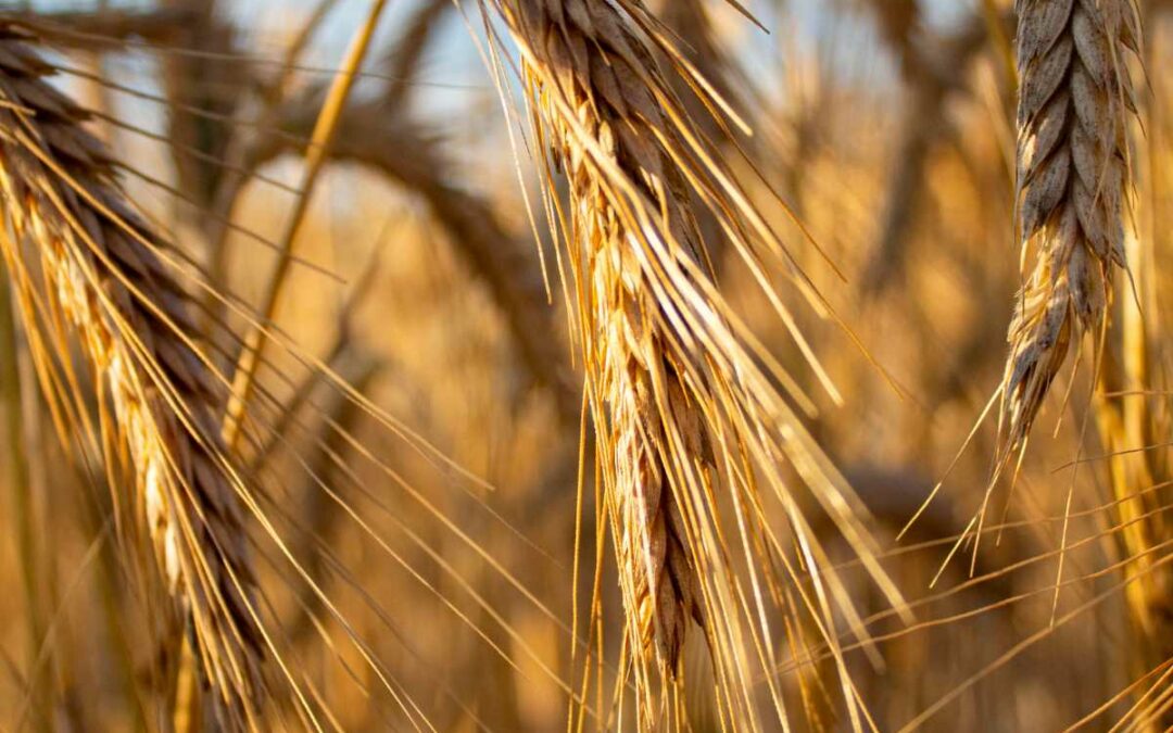 Pourquoi valoriser les boissons locales