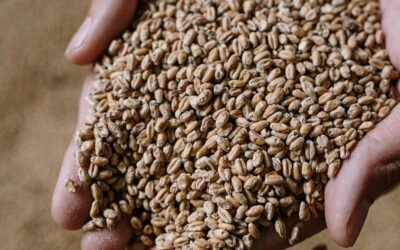 Boissons locales du sud ouest : les tendances et bonnes pratiques pour booster votre rentabilité en 2025